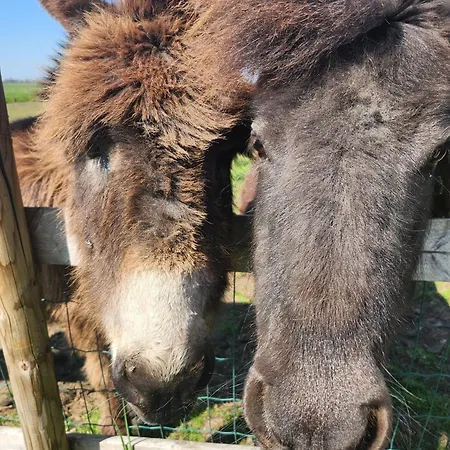 Panzió Het Groene Wout Goudriaan