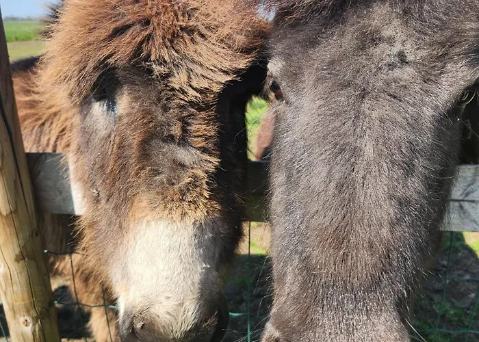 Oda ve Kahvaltı Het Groene Wout Goudriaan