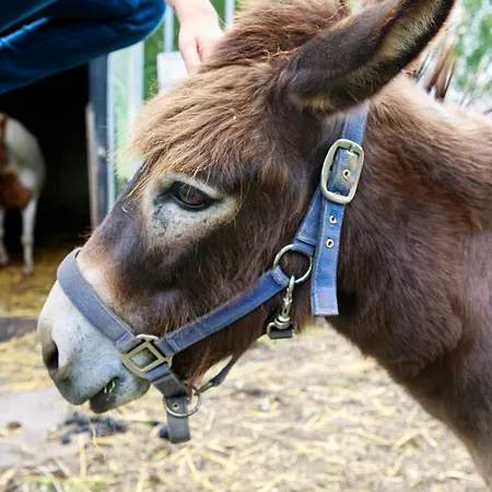 Het Groene Wout Bed & Breakfast 3*