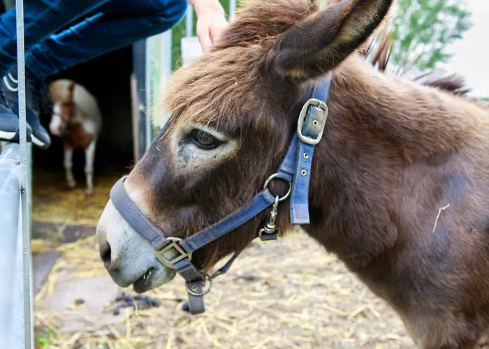 Het Groene Wout Panzió 3*
